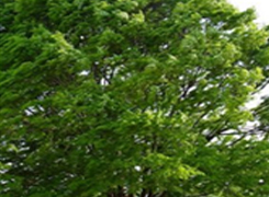 느티나무 사진