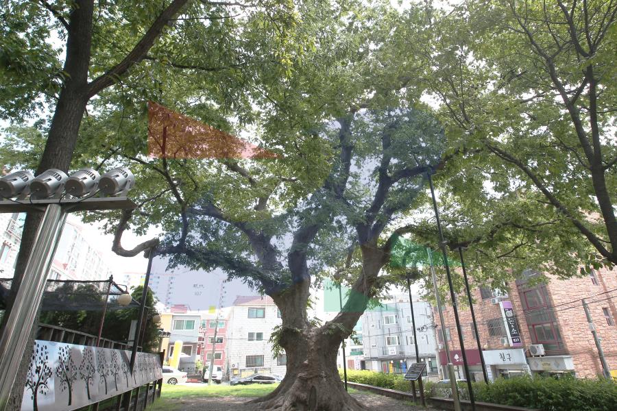 청학동 느티나무의 2번째 이미지