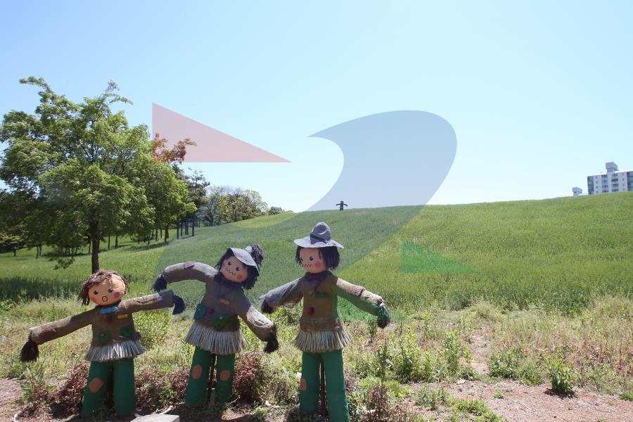 선학동 청보리,유채꽃밭의 3번째 이미지