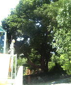 보호수 지정번호 4-4-1인 느티나무 사진
