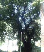 보호수 지정번호 4-4-2인 느티나무 사진