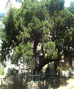 보호수 지정번호 4-4-3인 느티나무 사진
