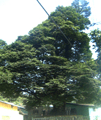 보호수 지정번호 4-4-4인 느티나무 사진