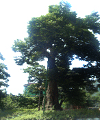보호수 지정번호 4-4-7인 느티나무 사진