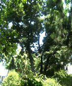 보호수 지정번호 4-4-8인 느티나무 사진