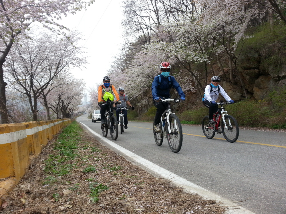 충북 제천 벚꽃로에서~의 1번째 이미지