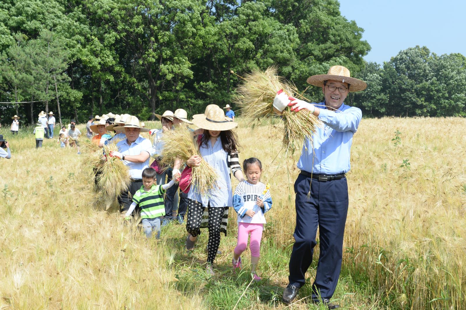 보리 베기 체험행사의 1번째 이미지