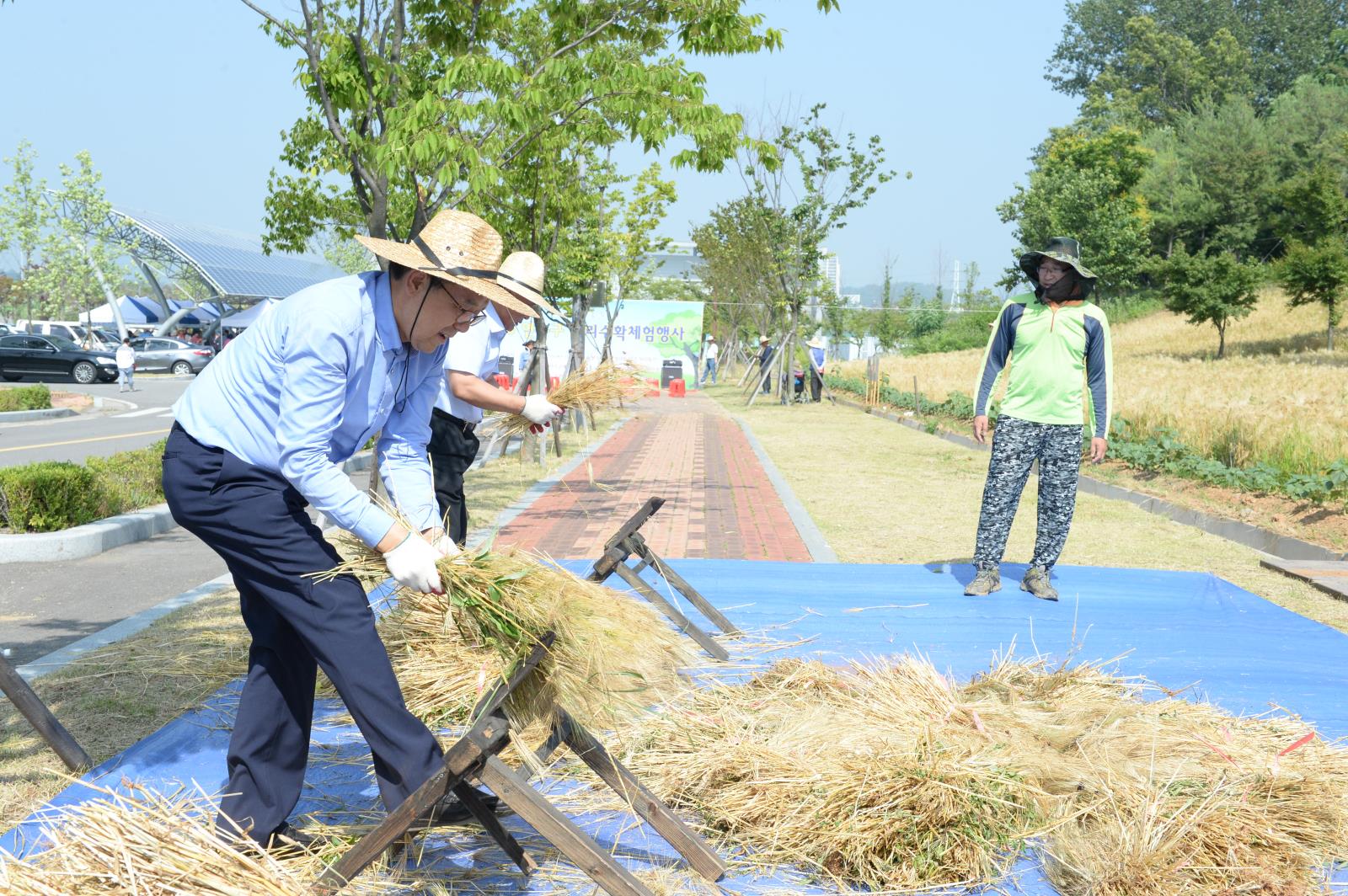 보리 베기 체험행사의 2번째 이미지