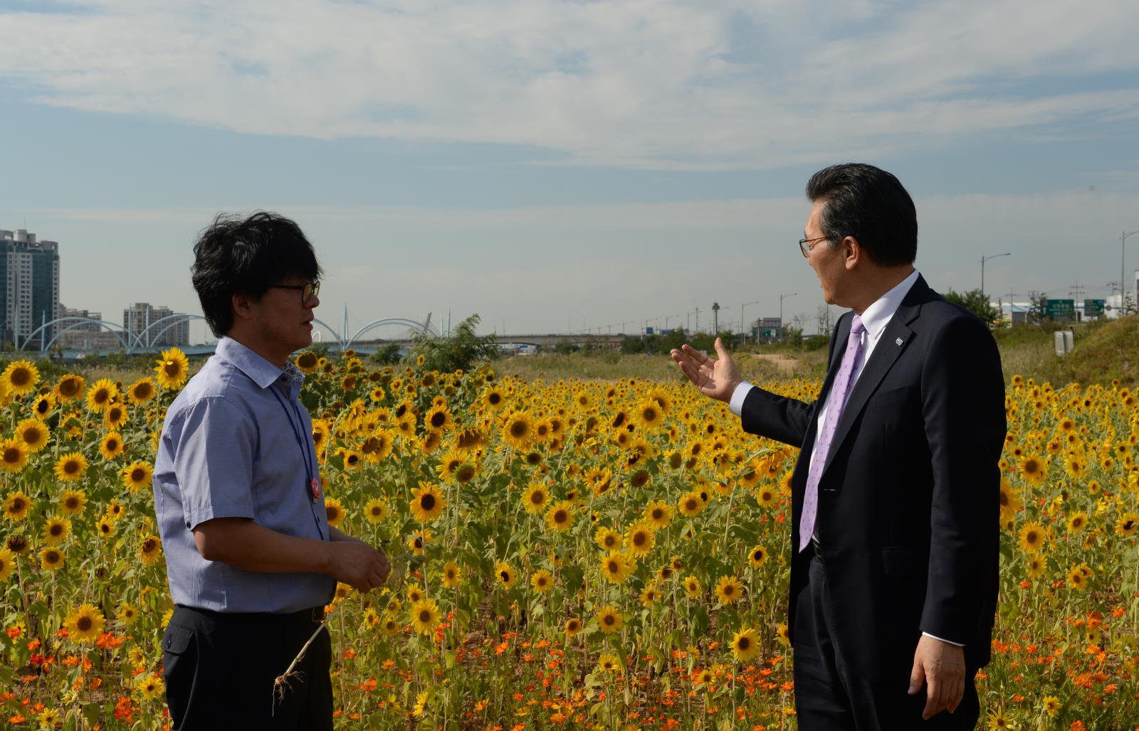 해바라기군락지 현장 방문의 2번째 이미지