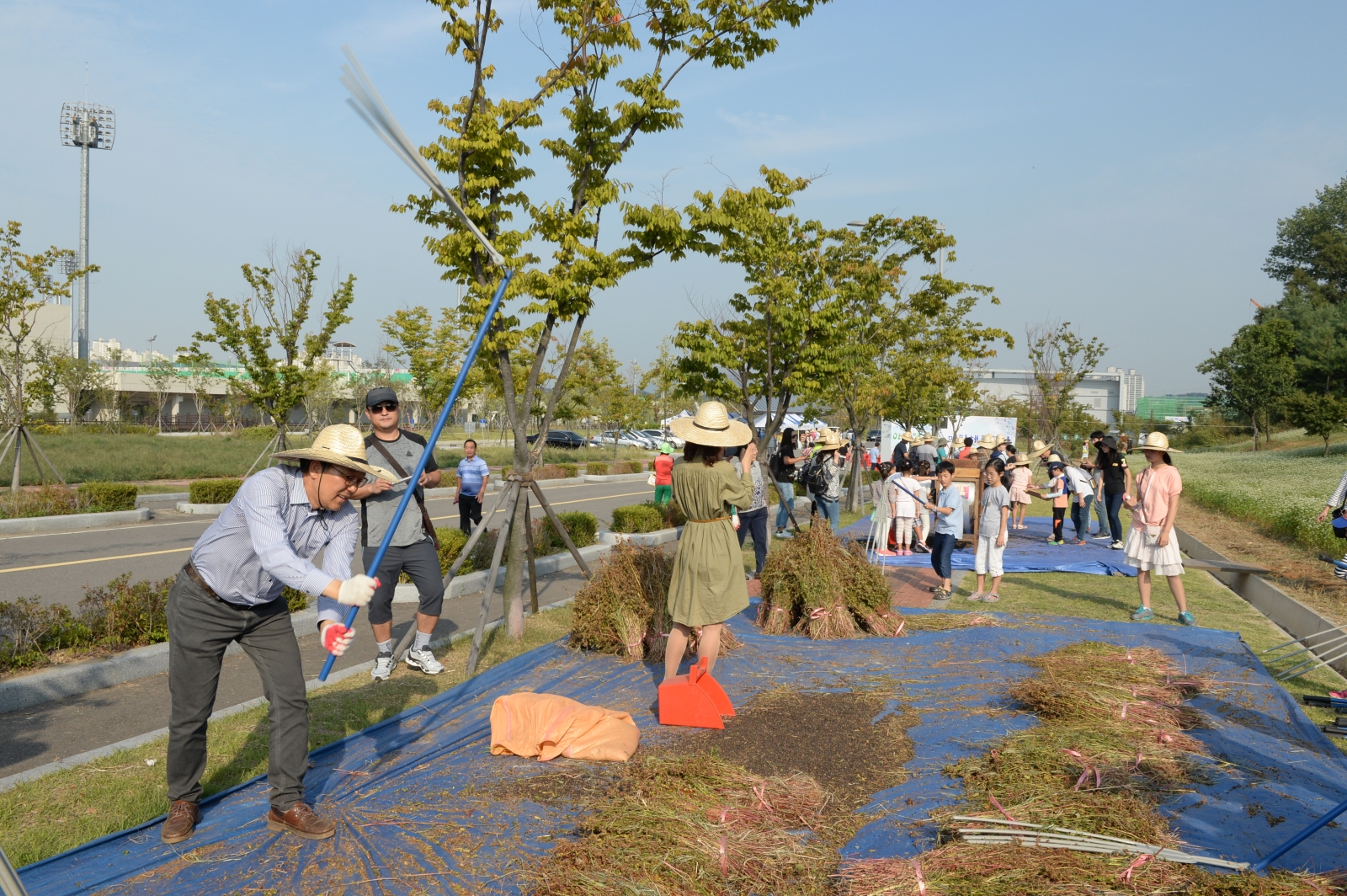 메밀꽃밭 수확체험행사의 2번째 이미지