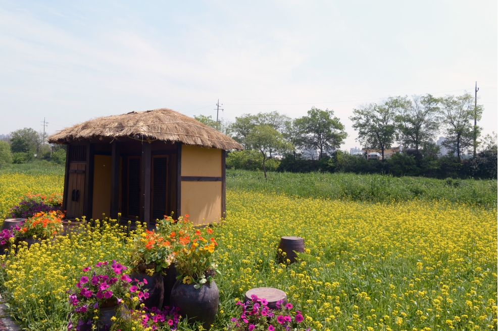 승기천  유채꽃보러오세요.의 1번째 이미지