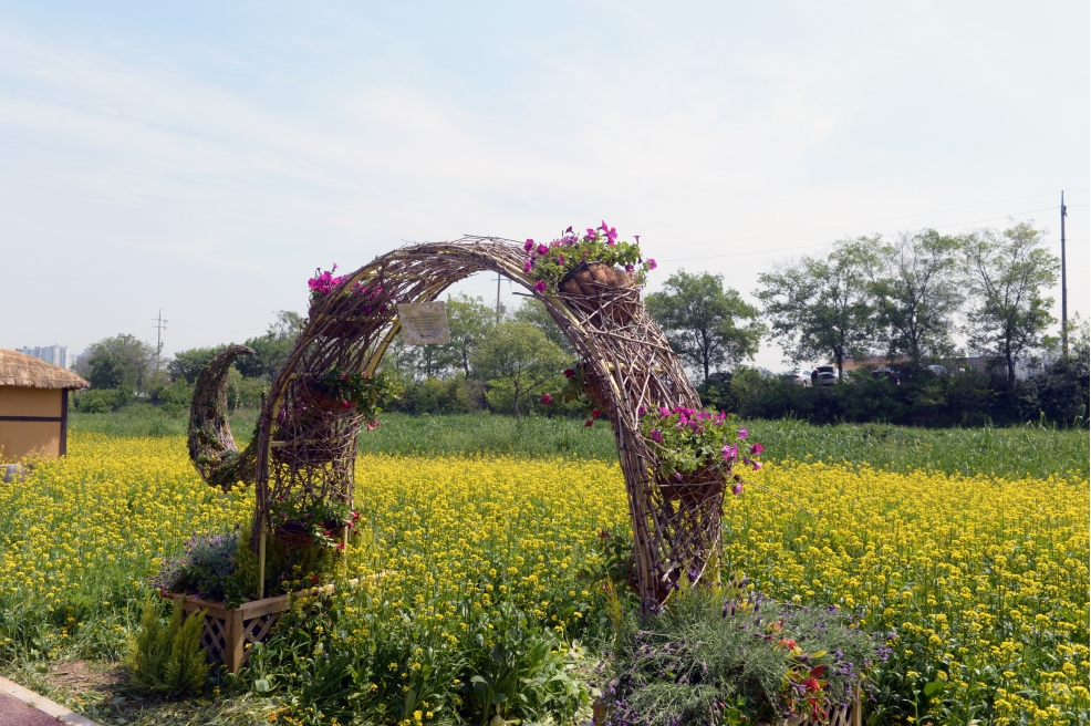 승기천  유채꽃보러오세요.의 2번째 이미지