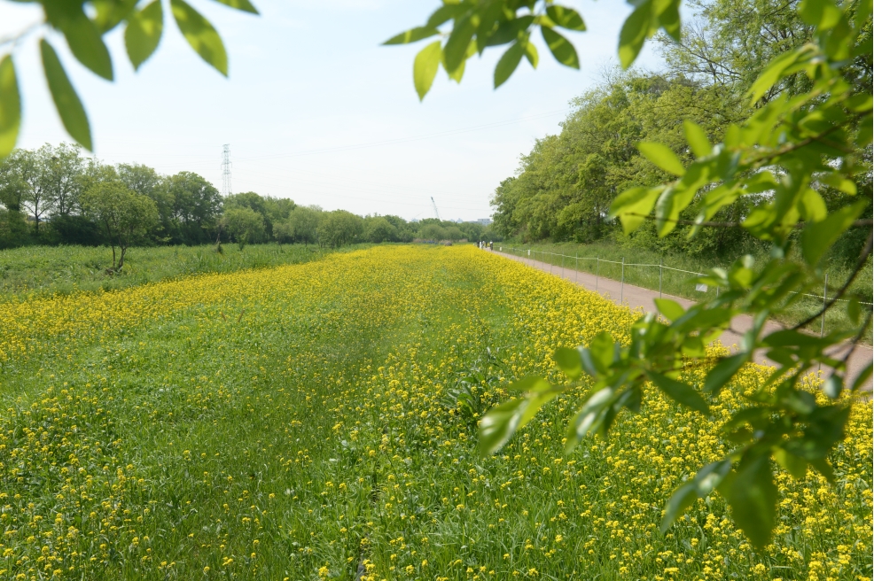 승기천  유채꽃보러오세요.의 5번째 이미지