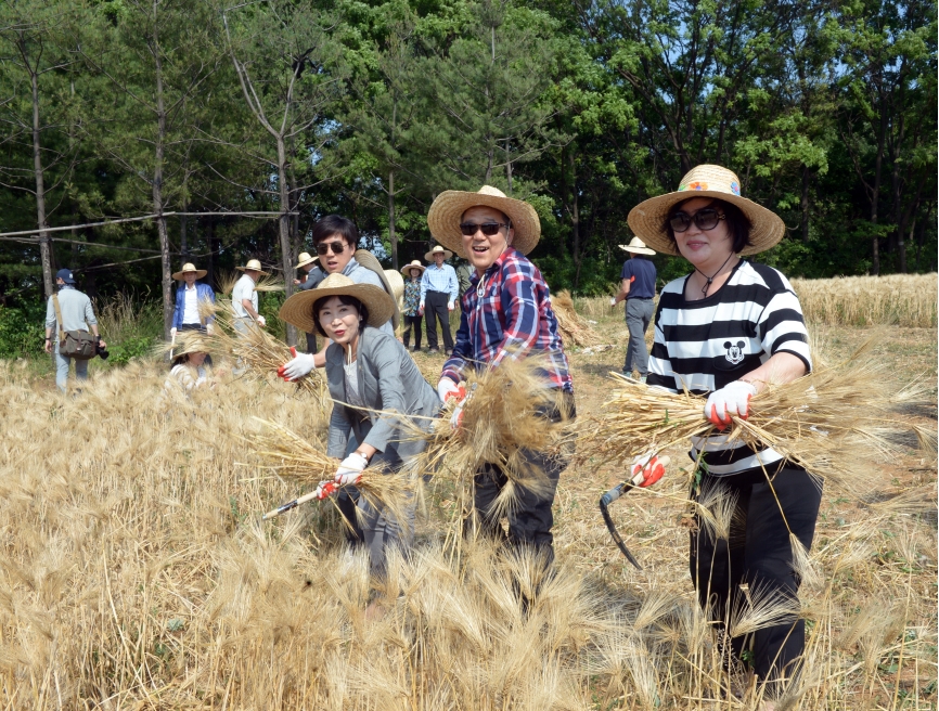 보리수확 체험행사의 1번째 이미지