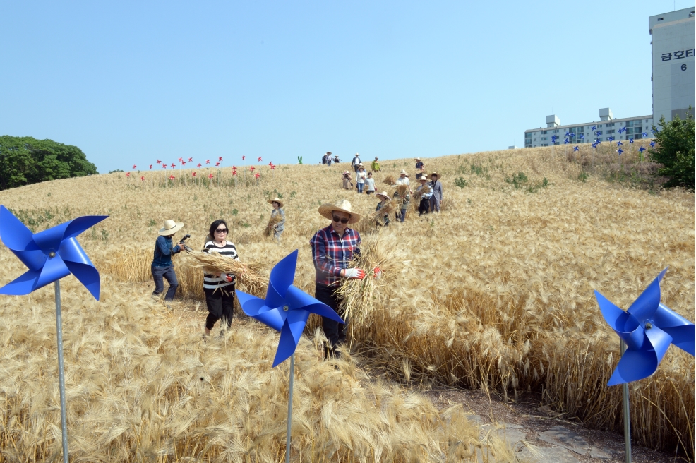 보리수확 체험행사의 2번째 이미지