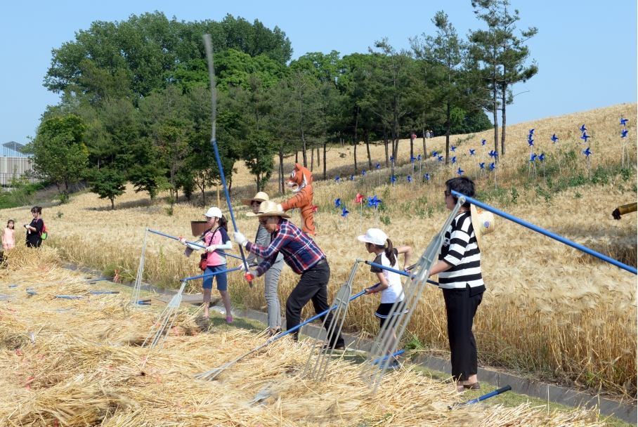 보리수확 체험행사의 3번째 이미지