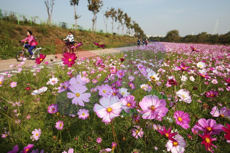 둘레길 승기천 구간의 1번째 이미지