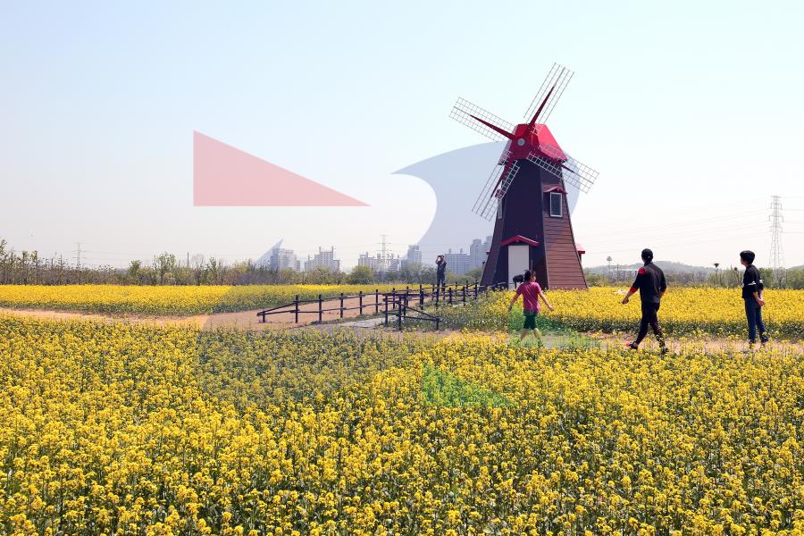 선학동 청보리,유채꽃밭의 1번째 이미지