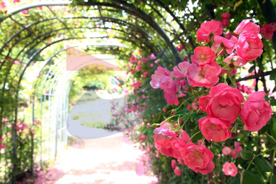 문학장미공원의 2번째 이미지