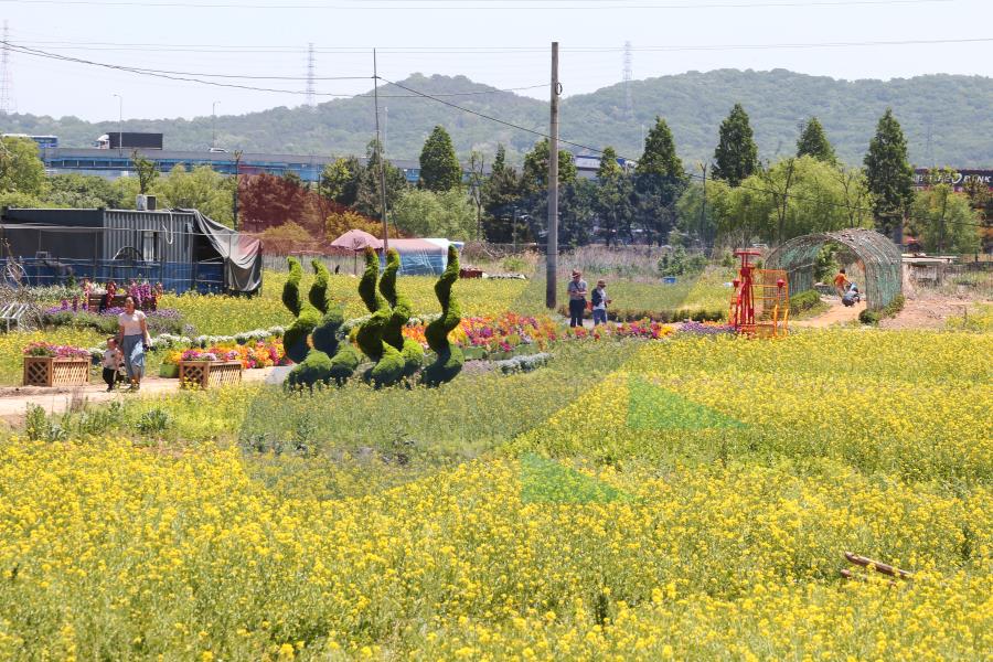 선학동 청보리,유채꽃밭의 2번째 이미지