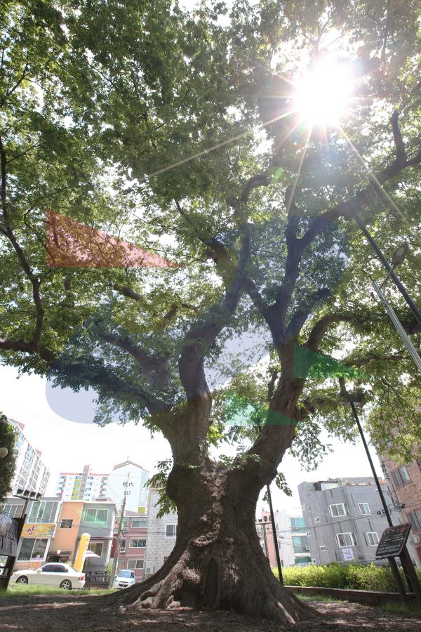 백제사신길의 5번째 이미지