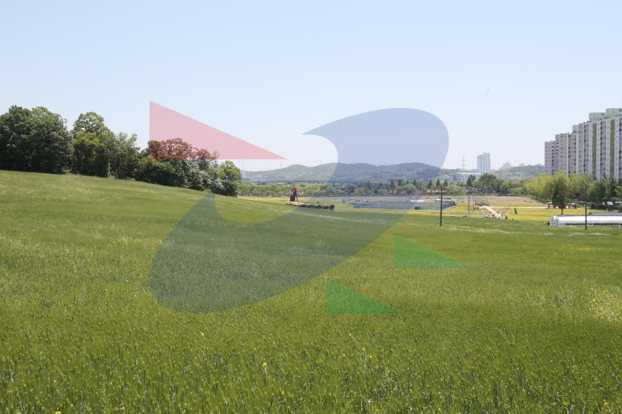 선학동 청보리,유채꽃밭의 4번째 이미지