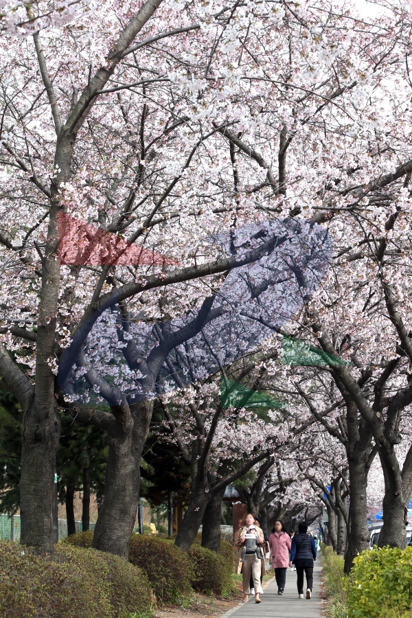 원인재로 벚꽃로의 1번째 이미지