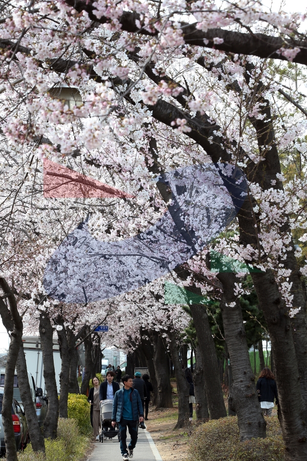 원인재로 벚꽃로의 2번째 이미지