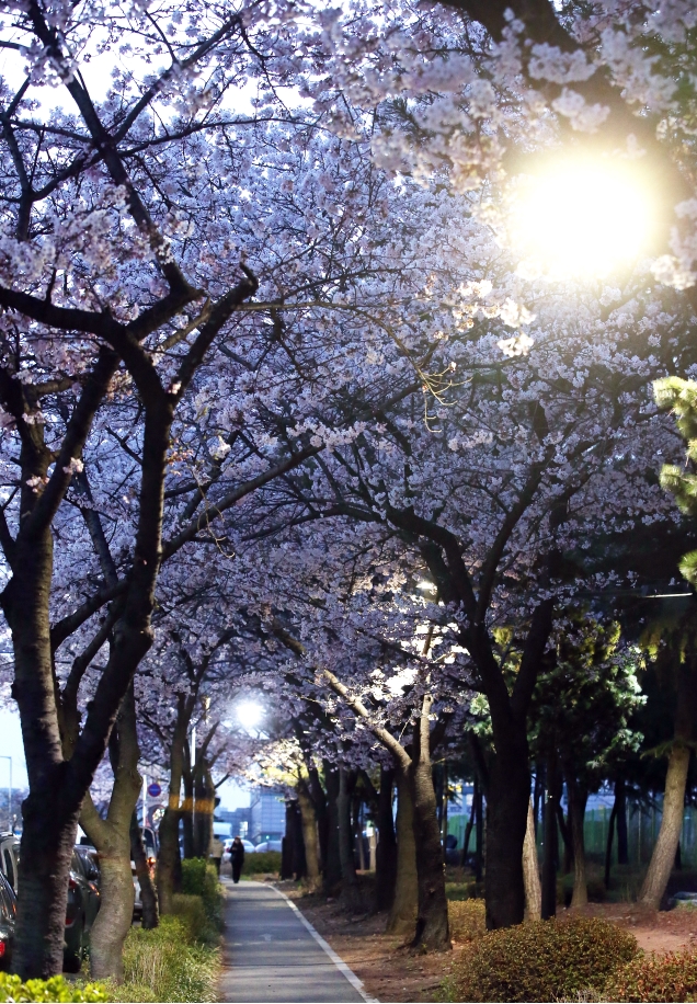 원인재로 벚꽃로의 3번째 이미지