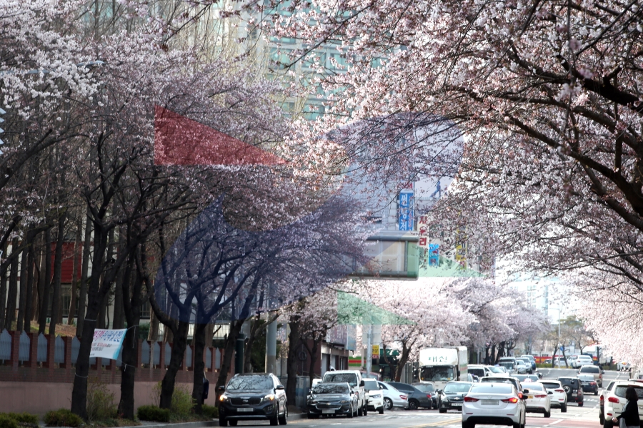 원인재로 벚꽃로의 4번째 이미지