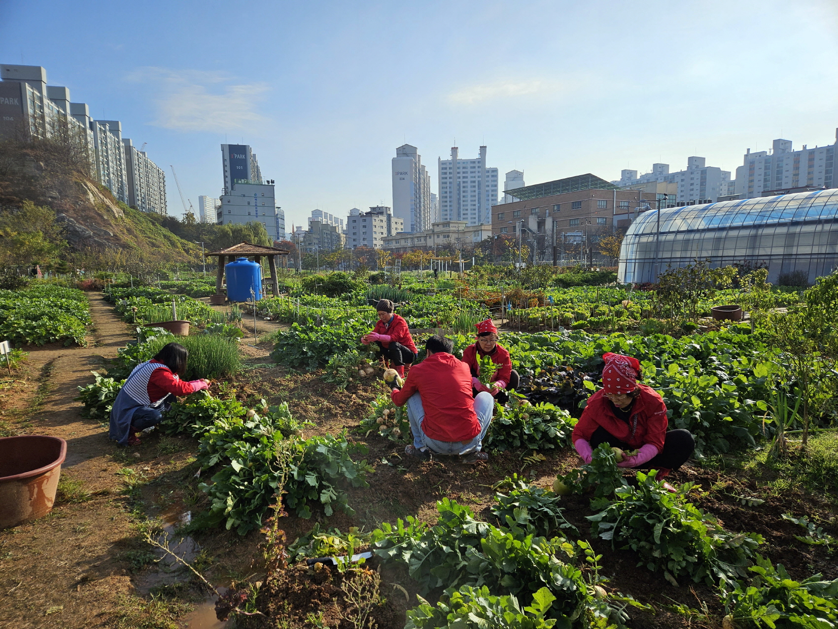 연수구 옥련2동, 희망 텃밭 ‘사랑의 김치 나누기’ 행사