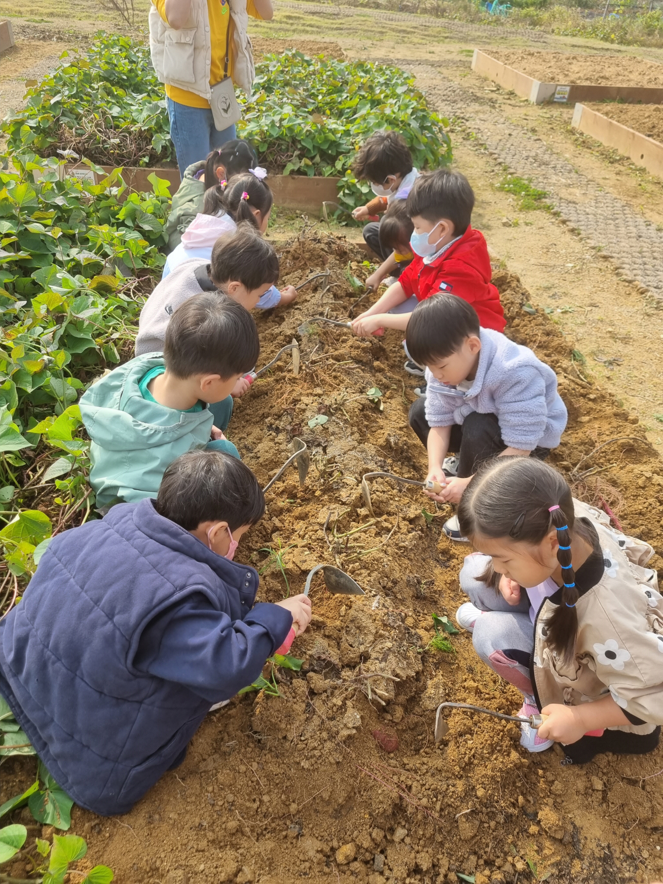 연수구 꼬마 농부, 선학힐링텃밭서 고구마 수확체험