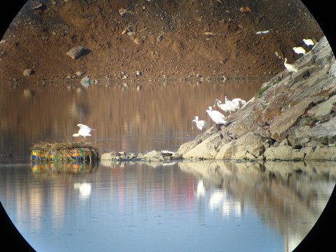 인천저어새섬에 사는 저어새소식입니다.의 1번째 이미지