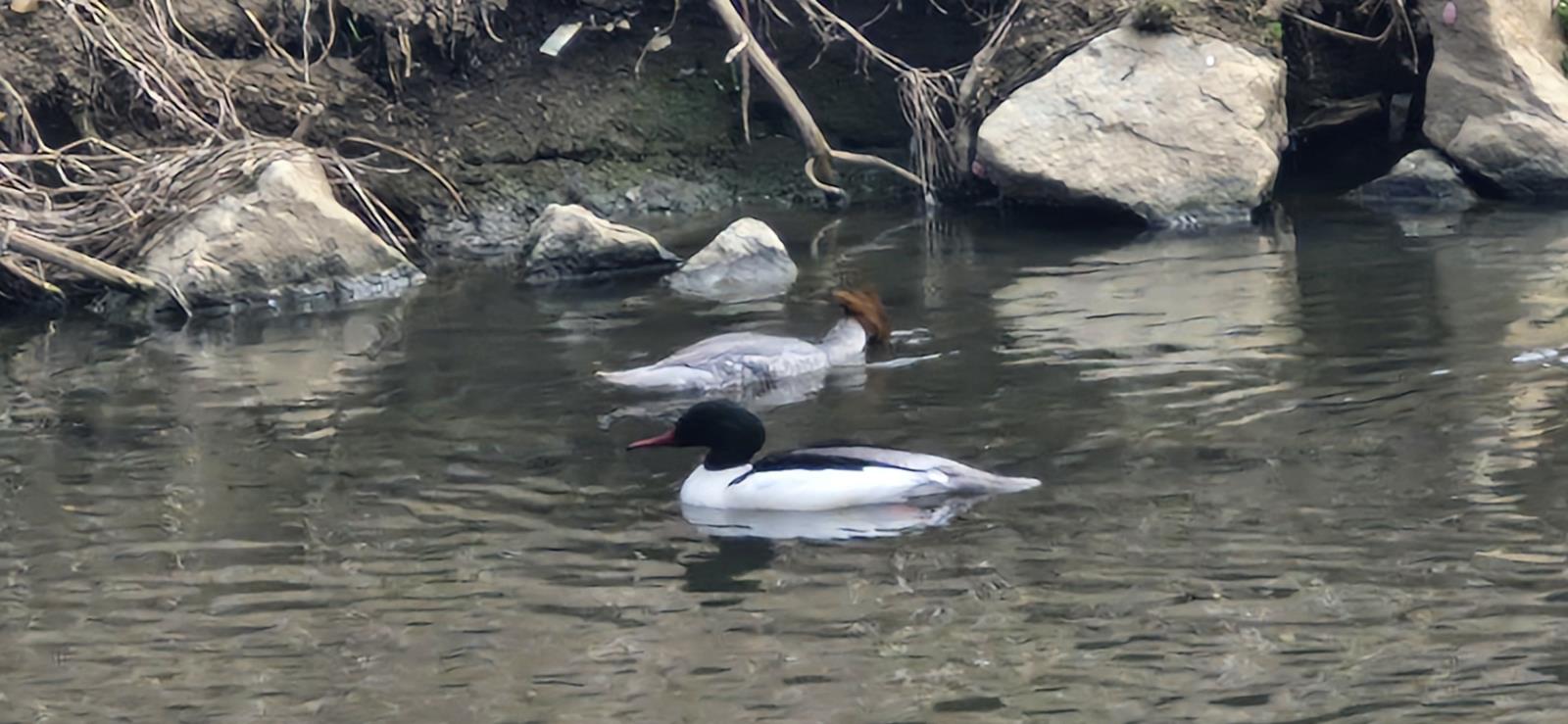 호사비오리  발견  대 특종입니다의 1번째 이미지