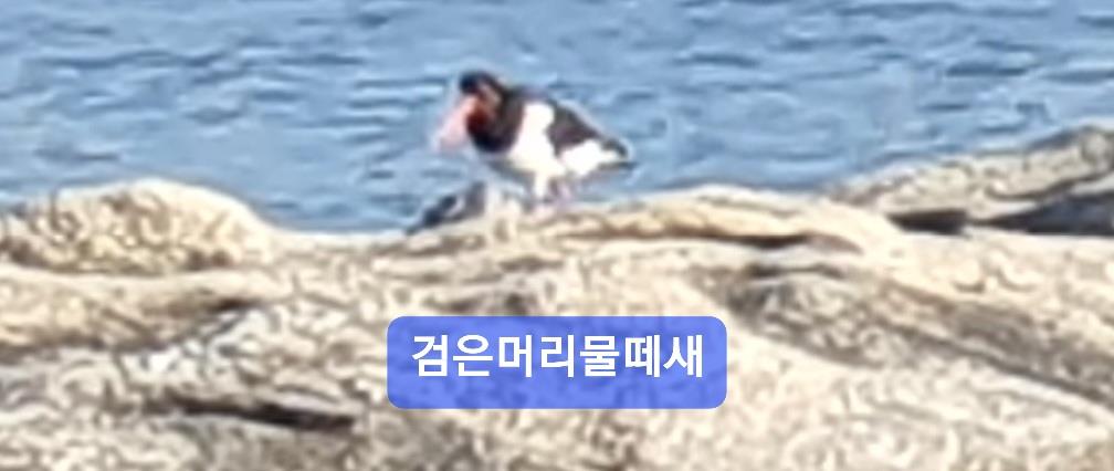 아암도 소식 32ㅡ검은머리물떼새를 보았습니다의 1번째 이미지