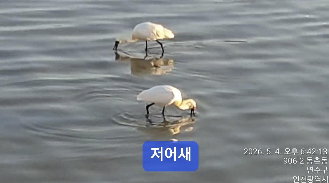 아암도 소식 33ㅡ저어새를 보았습니다의 1번째 이미지