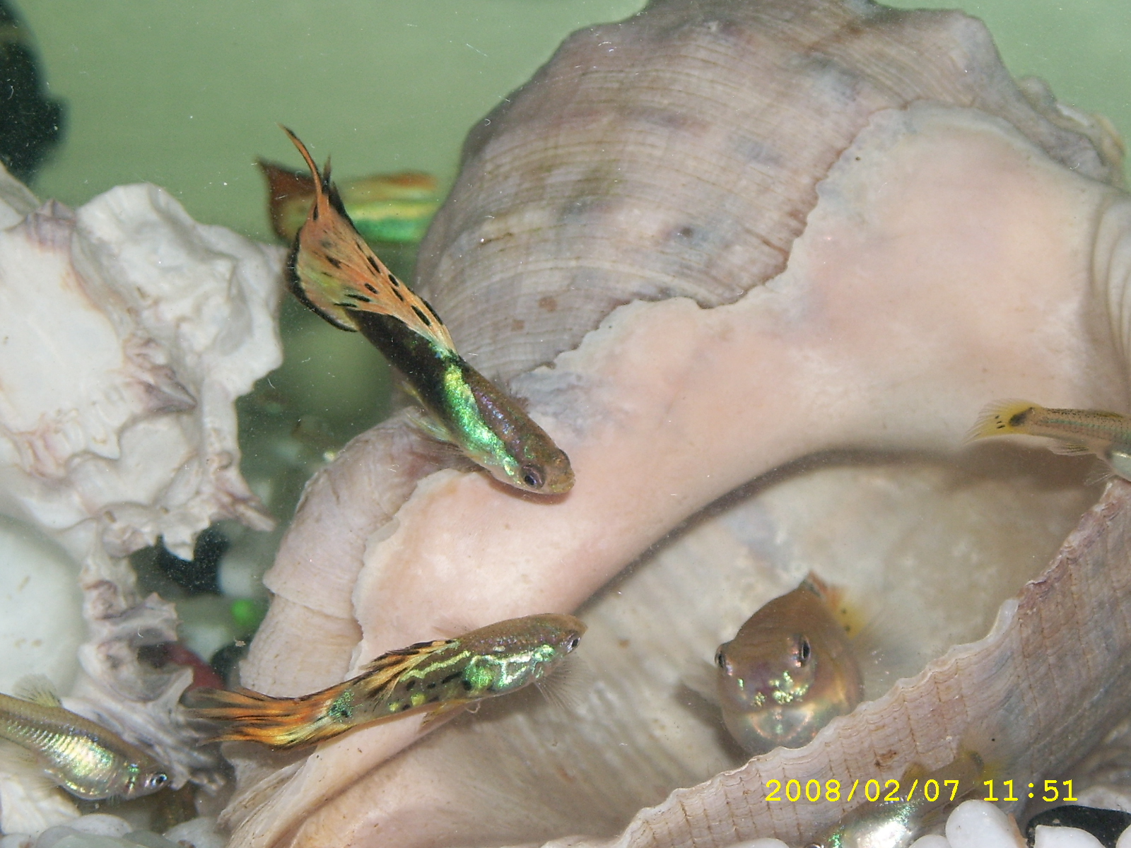 열대어 구피 키우실분 연락 주세요의 1번째 이미지