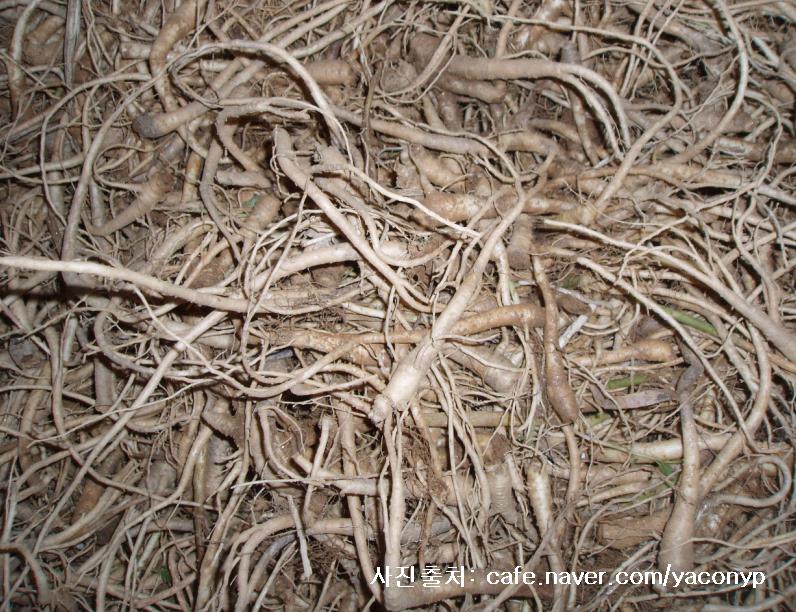 [무료나눔]유기농도라지(下品) 2분께 2kg 반관 선물합니다.의 2번째 이미지