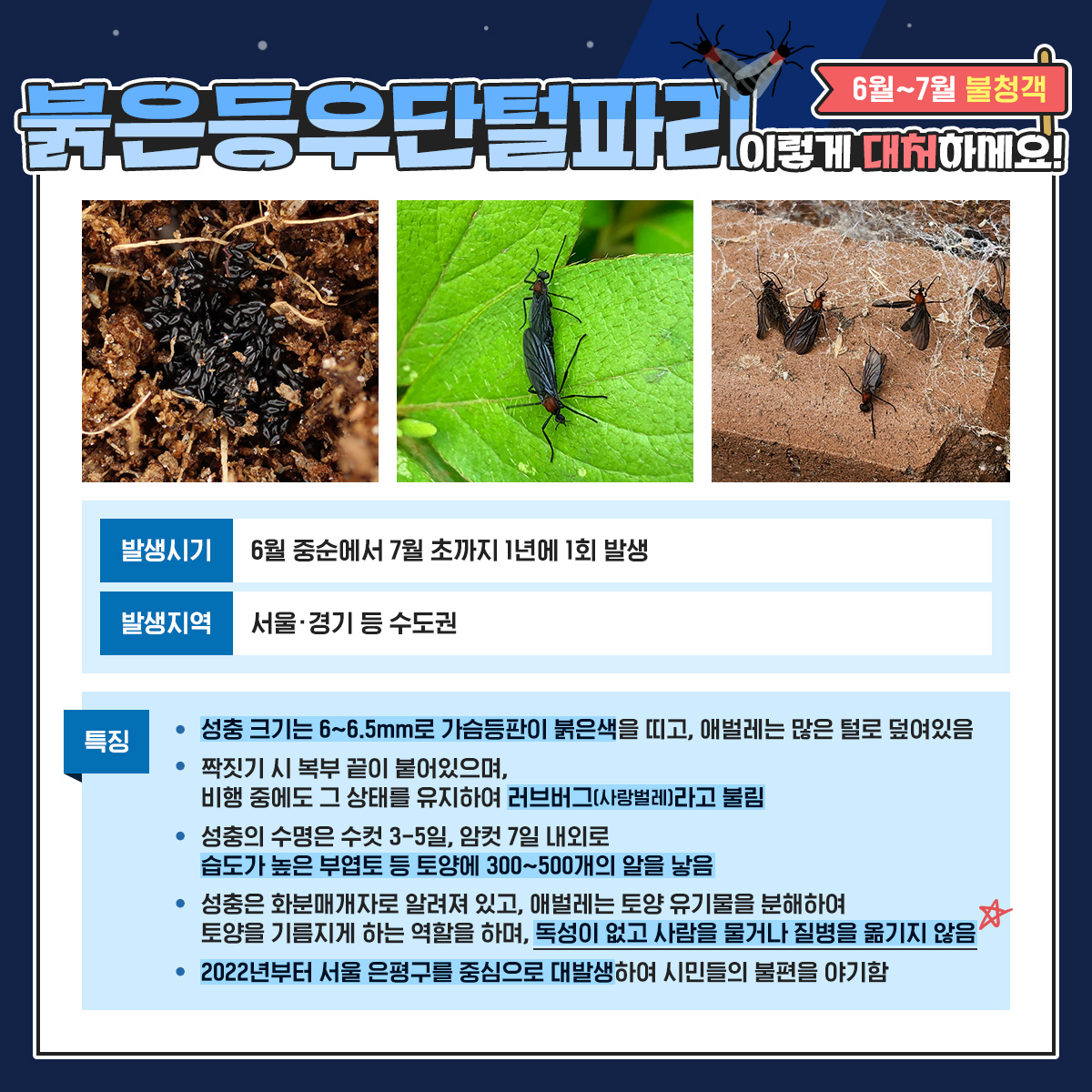 6~7월 불청객 붉은등우단털파리(러브버그) 이렇게 대처하세요!
발생시기 6월 중순에서 7월 초까지 1년에 1회 발생
발생지역 서울 경기 등 수도권
특징 : 성충 크기는 6~6.5mm로 가슴등판이 붉은색을 띠고, 애벌레는 많은 털로 덮여있음 짝짓기 시 복부 끝이 붙어 있으며, 비행 중에도 그 상태를 유지하여 러브버그(사랑벌레)라고 불림 성충의 수명은 수컷 3-5일, 암컷 7일 내외로 습도가 높은 부엽토 등 토양에 300~500개의 알을 낳음
성충은 화분매개자로 알려져 있고, 애벌레는 토양 유기물을 분해하여 토양을 기름지게 하는 역할을 하며, 독성이 없고 사람을 물거나 질병을 옮기지 않음
2022년 부터 서울 은평구를 중심으로 대발생하여 시민들의 불편을 야기함