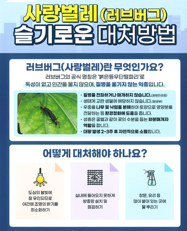 사랑벌레(러브버그) 슬기로운 대처방법
러브버그(사랑벌레)란 무엇인가요?
러브버그의 공식 명칭은 붉은등우단털파리로 독성이 없고 인간을 물지 않으며, 질병을 옮기지 않는 익충입니다.
질병을 전파하거나 매개하지 않습니다.(질병관리청)
생태계 교란 생물에 해당하지 않습니다.(환경부)
우충을 나무 및 낙엽을 분해하여 토양으로 영양분을 전달하는 등 환경정화에 도움을 줍니다.
성충은 꿀벌과 같이 꽃의 수분을 돕는 화분매개자 역할을 합니다.
대량 발생 2~3주 후 자연적으로 소멸합니다.
어떻게 대처해야 하나요?
도심의 불빛에 잘 유인되므로 야간에 조명의 밝기를 최소화하기
실내에 들어오지 못하게 방충망 설치 및 점검하기
창문, 유리 등 많이 붙어 있는 곳에 물 뿌리기