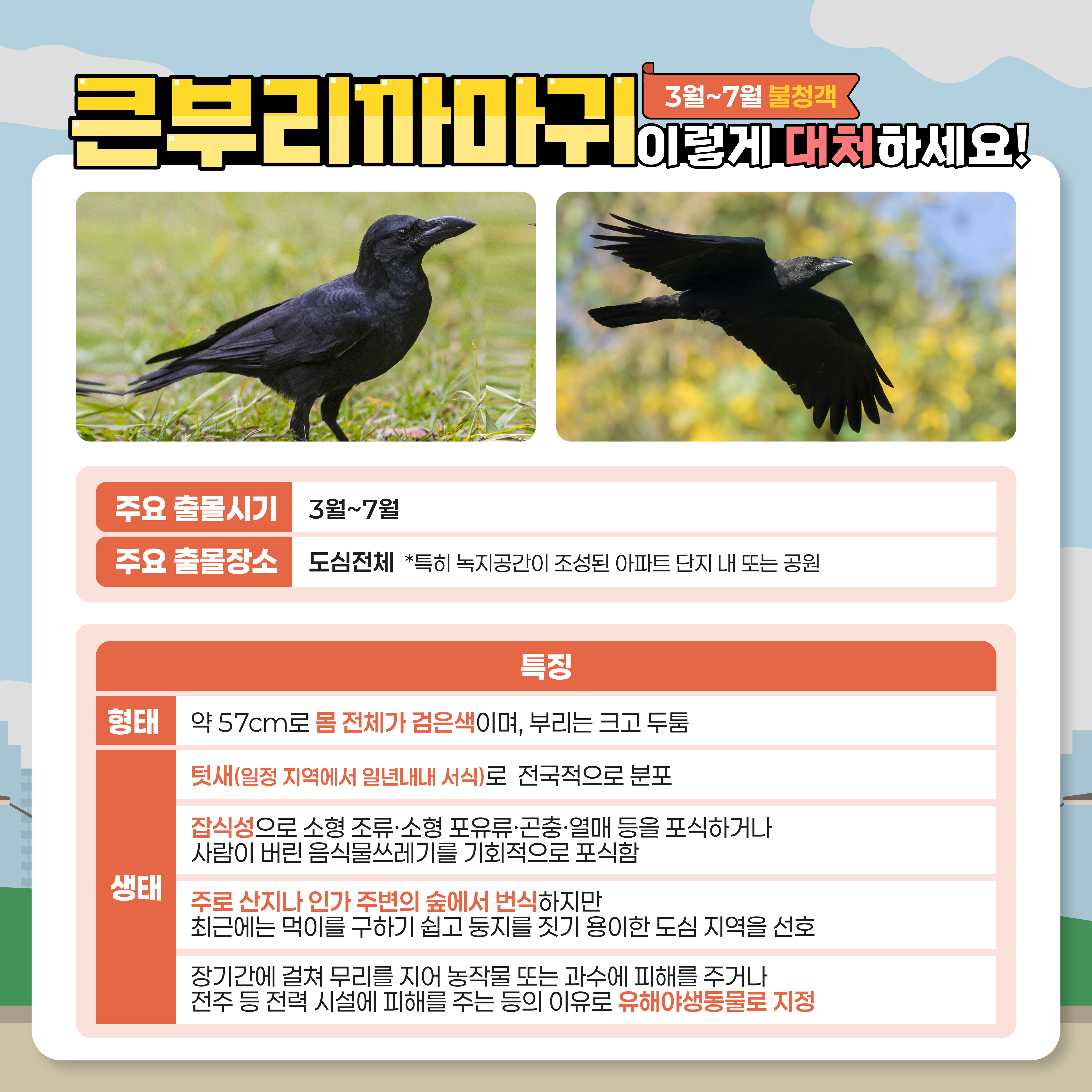 3~7월 불청객
큰부리까마귀 이렇게 대처하세요!
주요 출몰시기 : 3월 ~ 7월
주요 출몰장소 : 도심 전체 *특히 녹지공간이 조성된 아파트 단지 내 또는 공원
형태 : 약 57cm로 몸 전체가 검은색이며, 부리느 크고 두툼
생태 : 텃새(일정 지역에서 일년내내 서식)로 전국적으로 분포
잡식성으로 소형 조류, 소형 포유류, 곤충, 열매 등을 포식하거나 사람이 버린 음식물쓰레기를 기회적으로 포식함
주로 산지나 인가 주변의 숲에서 번식하지만 최근에는 먹이를 구하기 쉽고 둥지를 짓기 용이한 도심 지역을 선호
장기간에 걸쳐 무리를 지어 농작물 또는 과수에 피해를 주거나 전주 등 전력 시설에 피해를 주는 등의 이유로 유해야생동물로 지정