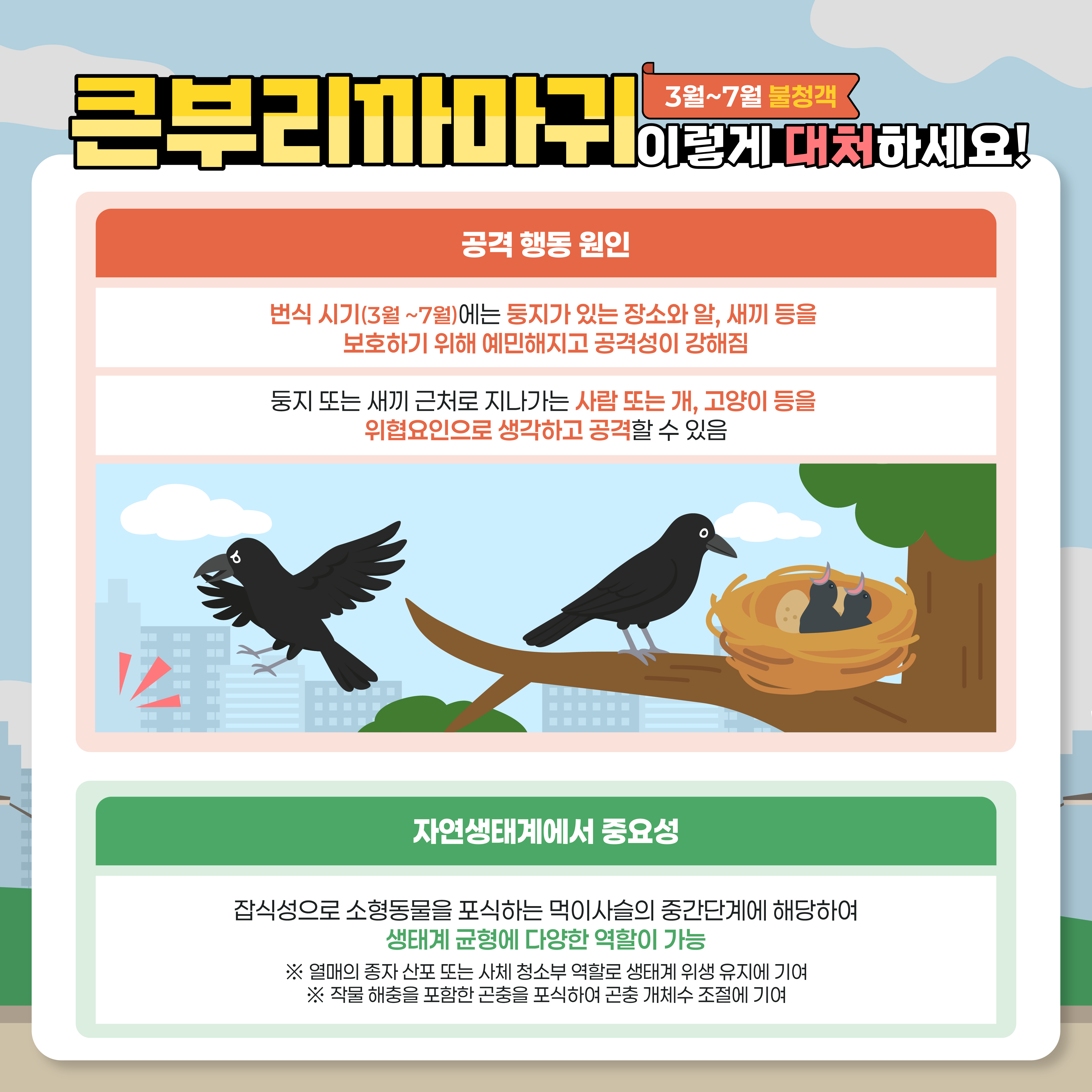 3~7월 불청객
큰부리까마귀 이렇게 대처하세요!
공격행동원인
번식 시기(3~7월)에는 둥지가 있는 장소와 알, 새끼 등을 보호하기 위해 예민해지고 공격성이 강해짐
둥지 또는 새끼 근처로 지나가는 사람 또는 개, 고양이 등을 위협요인으로 생각하고 공격할 수 있음
자연생태계에서 중요성
잡식성으로 소형동물을 포식하는 먹이사슬의 중간단계에 해당하여 생태계 균형에 다양한 역할이 가능
열매의 종자 산포 또는 사체 청소부 역할로 생태계 위생 유지에 기여
작물 해충을 포함한 곤충을 포식하여 곤충 개체수 조절에 기여