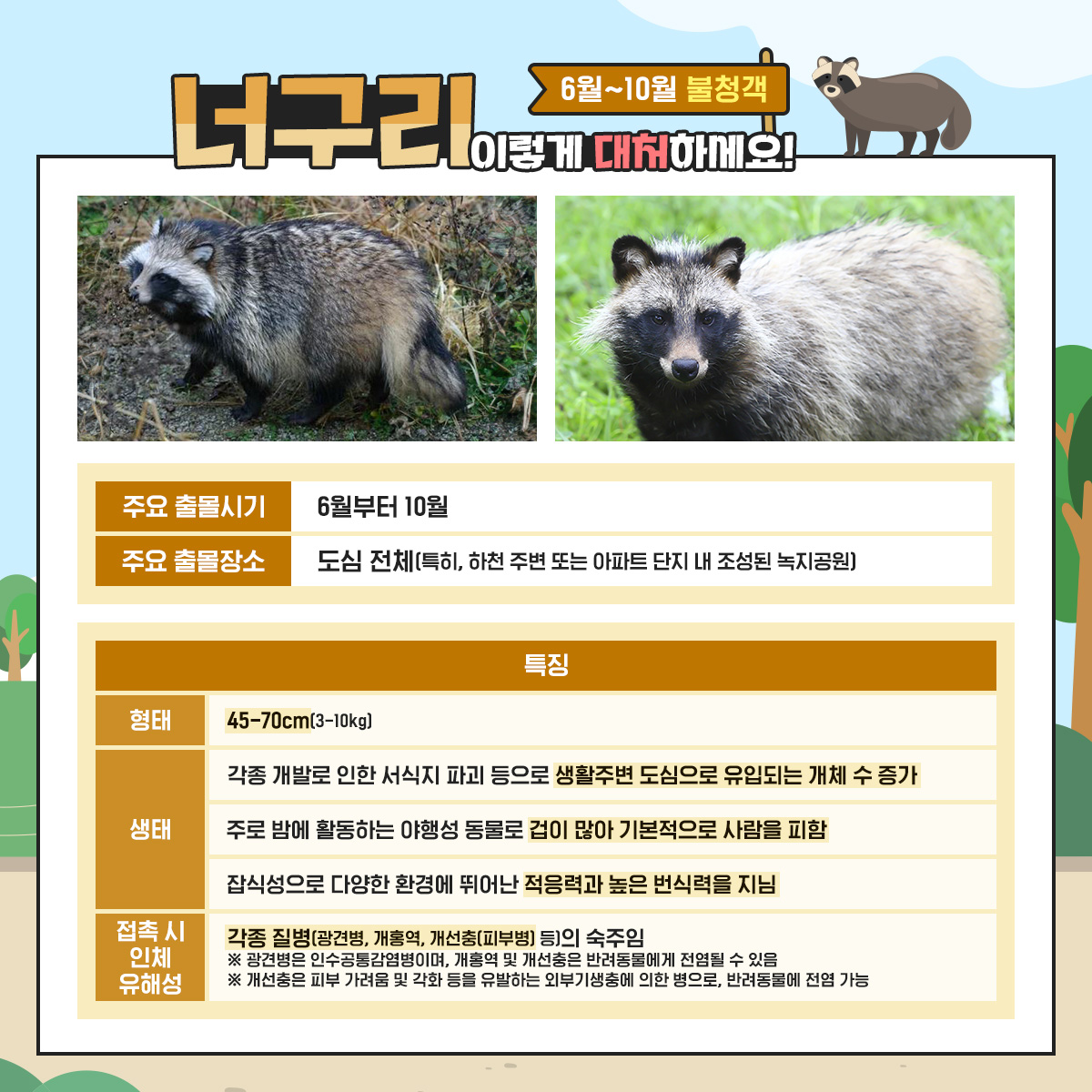 너구리
6월~10월 불청객
주요 출몰시기
6월부터 10월
주요 출몰장소
도심 전체특히, 하천 주변 또는 아파트 단지 내 조성된 녹지공원
특징
형태
45-70cm(3-10kg)
각종 개발로 인한 서식지 파괴 등으로 생활주변 도심으로 유입되는 개체 수 증가
생태
주로 밤에 활동하는 야행성 동물로 겁이 많아 기본적으로 사람을 피함
잡식성으로 다양한 환경에 뛰어난 적응력과 높은 번식력을 지님
접촉 시 인체 유해성
각종 질병(광견병, 개홍역, 개선충(피부병) 등)의 숙주임
※ 광견병은 인수공통감염병이며, 개홍역 및 개선충은 반려동물에게 전염될 수 있음
※ 개선충은 피부 가려움 및 각화 등을 유발하는 외부기생충에 의한 병으로, 반려동물에 전염 가능