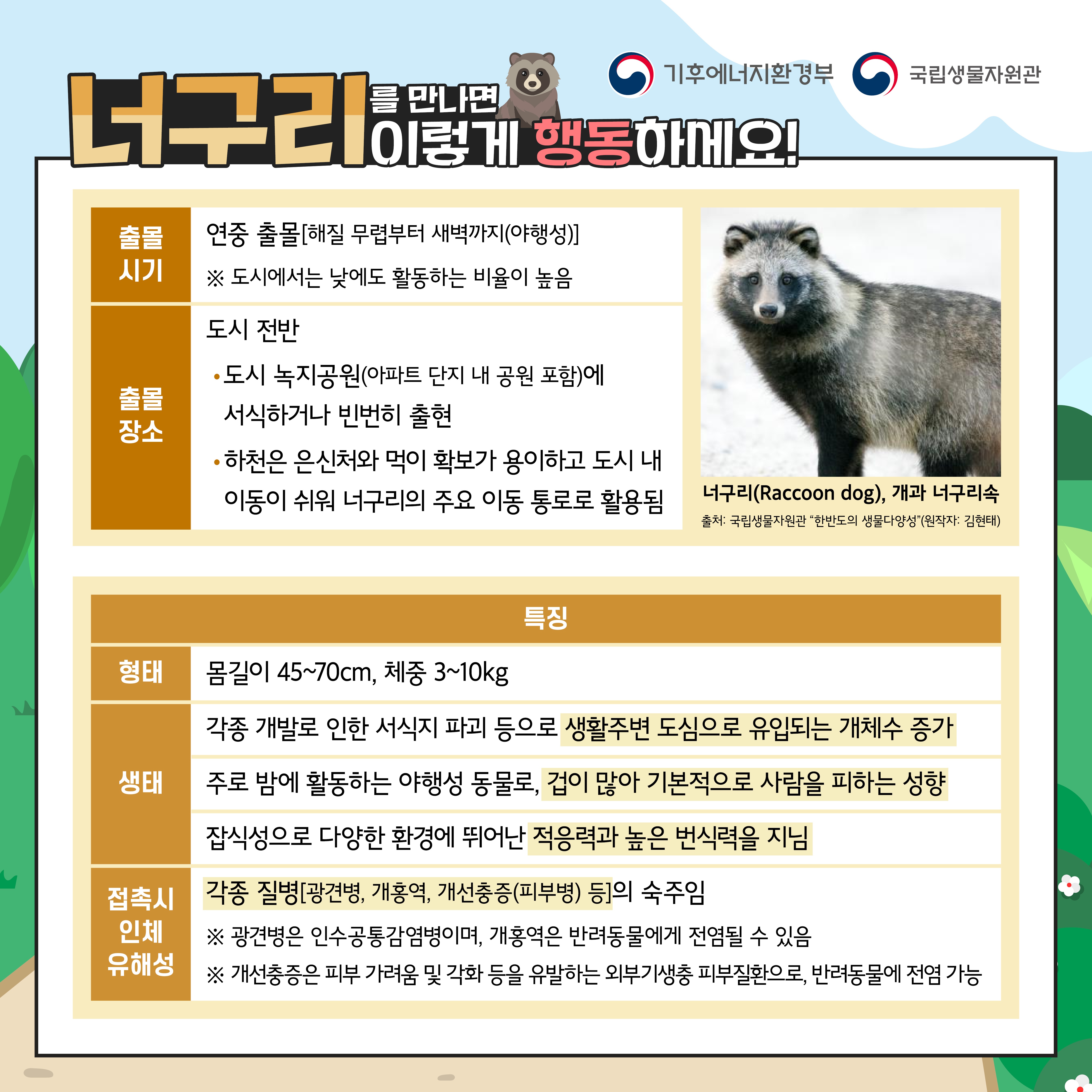 를 만나면
기후에너지환경부
국립생물자원관
너구리 이렇게 행동하세요!
출몰 시기
연중 출몰해질 무렵부터 새벽까지(야행성)
※ 도시에서는 낮에도 활동하는 비율이 높음
도시 전반
출몰 장소
도시 녹지공원(아파트 단지 내 공원 포함)에
서식하거나 빈번히 출현
하천은 은신처와 먹이 확보가 용이하고 도시 내 이동이 쉬워 너구리의 주요 이동 통로로 활용됨
너구리(Raccoon dog), 개과 너구리속
출처: 국립생물자원관 "한반도의 생물다양성"(원작자: 김현태)
특징
형태
몸길이 45~70cm, 체중 3~10kg
각종 개발로 인한 서식지 파괴 등으로 생활주변 도심으로 유입되는 개체수 증가
생태
주로 밤에 활동하는 야행성 동물로, 겁이 많아 기본적으로 사람을 피하는 성향
잡식성으로 다양한 환경에 뛰어난 적응력과 높은 번식력을 지님
접촉시 인체 유해성
각종 질병광견병, 개홍역, 개선충증(피부병) 등의 숙주임
※ 광견병은 인수공통감염병이며, 개홍역은 반려동물에게 전염될 수 있음
※ 개선충증은 피부 가려움 및 각화 등을 유발하는 외부기생충 피부질환으로, 반려동물에 전염 가능