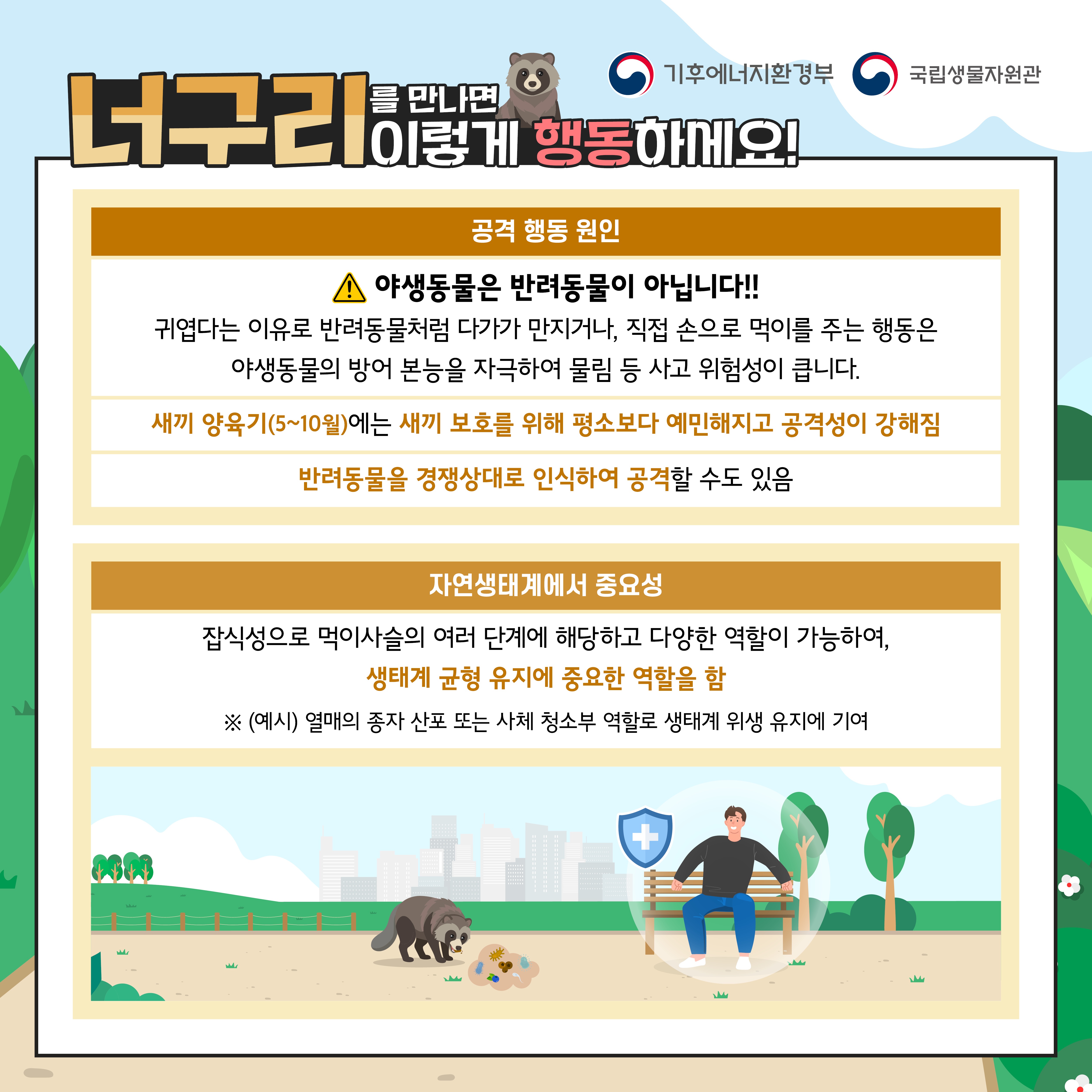기후에너지환경부
국립생물자원관
너구리 를 만나면 이렇게 행동하세요!
공격 행동 원인
▲ 야생동물은 반려동물이 아닙니다!!
귀엽다는 이유로 반려동물처럼 다가가 만지거나, 직접 손으로 먹이를 주는 행동은 야생동물의 방어 본능을 자극하여 물림 등 사고 위험성이 큽니다.
새끼 양육기(5~10월)에는 새끼 보호를 위해 평소보다 예민해지고 공격성이 강해짐
반려동물을 경쟁상대로 인식하여 공격할 수도 있음
자연생태계에서 중요성
잡식성으로 먹이사슬의 여러 단계에 해당하고 다양한 역할이 가능하여, 생태계 균형 유지에 중요한 역할을 함
※ (예시) 열매의 종자 산포 또는 사체 청소부 역할로 생태계 위생 유지에 기여
