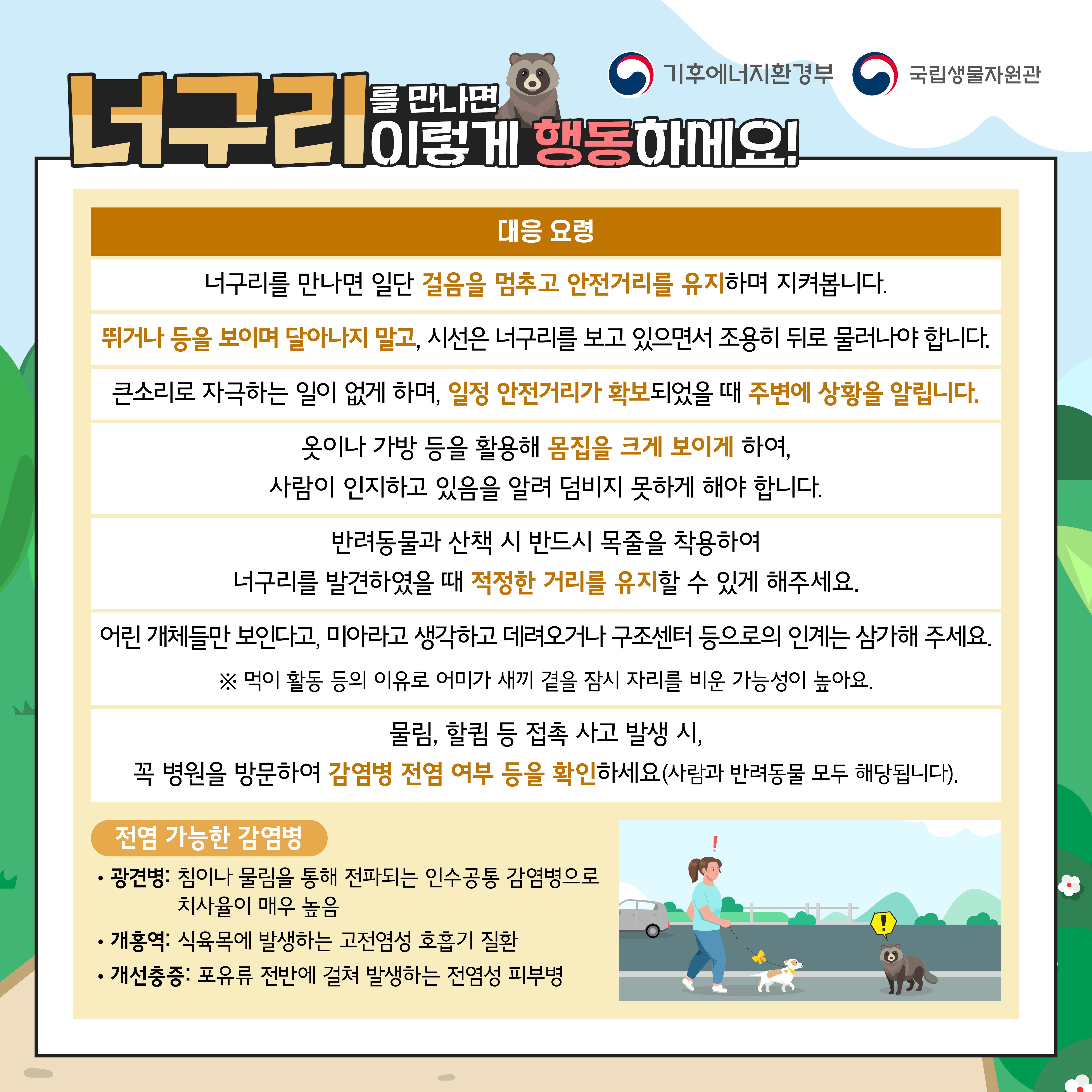 너구리
를 만나면
기후에너지환경부
국립생물자원관
이렇게 행동하세요!
대응 요령
너구리를 만나면 일단 걸음을 멈추고 안전거리를 유지하며 지켜봅니다.
뛰거나 등을 보이며 달아나지 말고, 시선은 너구리를 보고 있으면서 조용히 뒤로 물러나야 합니다.
큰소리로 자극하는 일이 없게 하며, 일정 안전거리가 확보되었을 때 주변에 상황을 알립니다.
옷이나 가방 등을 활용해 몸집을 크게 보이게 하여, 사람이 인지하고 있음을 알려 덤비지 못하게 해야 합니다.
반려동물과 산책 시 반드시 목줄을 착용하여 너구리를 발견하였을 때 적정한 거리를 유지할 수 있게 해주세요.
어린 개체들만 보인다고, 미아라고 생각하고 데려오거나 구조센터 등으로의 인계는 삼가해 주세요.
※ 먹이 활동 등의 이유로 어미가 새끼 곁을 잠시 자리를 비운 가능성이 높아요.
물림, 할킴 등 접촉 사고 발생 시,
꼭 병원을 방문하여 감염병 전염 여부 등을 확인하세요(사람과 반려동물 모두 해당됩니다).
전염 가능한 감염병
광견병: 침이나 물림을 통해 전파되는 인수공통 감염병으로 치사율이 매우 높음
개홍역: 식육목에 발생하는 고전염성 호흡기 질환
개선충증: 포유류 전반에 걸쳐 발생하는 전염성 피부병