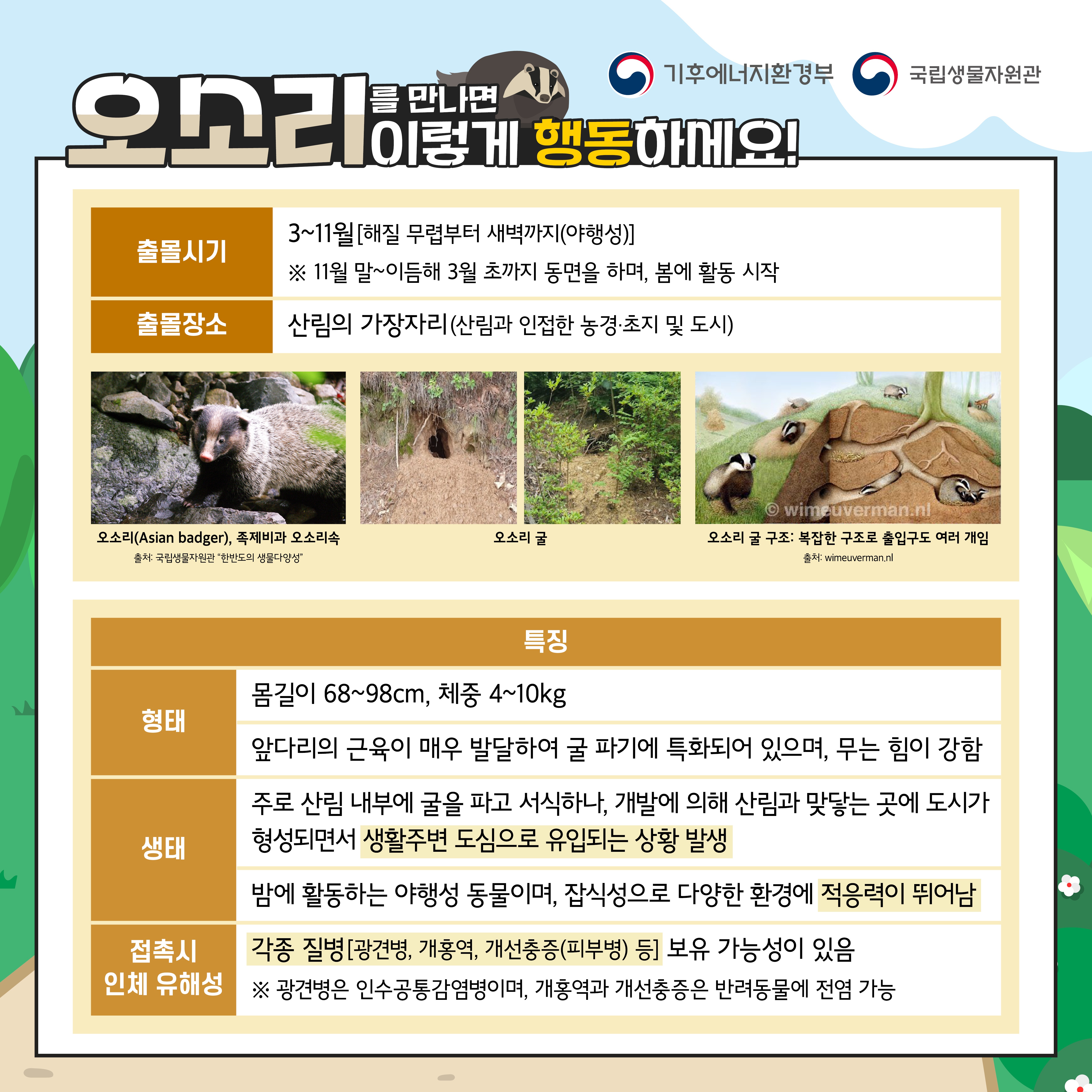 만나면
기후에너지환경부
오소리이렇게 행동하세요!
3~11월 태칠 무렵부터 새벽까지
출시기
11월말 이듬해 3월 초까지 동면을 하며, 분에 활동 시작
출장소
산림의 가장자리(산림과 인접한 농경지 및 도시
몸길이 68~98cm, 체중 4~10kg
앞다리의 근육이 매우 발달하여 글 파기에 특화되어 있으며, 무는 힘이 강함
주로 산림 내부에 굴을 파고 서식하나, 개발에 의해 산림과 맞닿는 곳에 도시가 형성되면서 생활주변 도심으로 유입되는 상황 발생
성태
밤에 활동하는 야행성 동물이며, 잠식성으로 다양한 환경에 적응력이 뛰어남
인체
각종 질병광견병 용역 개선중증(피부병 등 보유 가능성이 있을
유선영은 인수공통감염병이며, 개울과 개선충증은 반려동물 전 가능