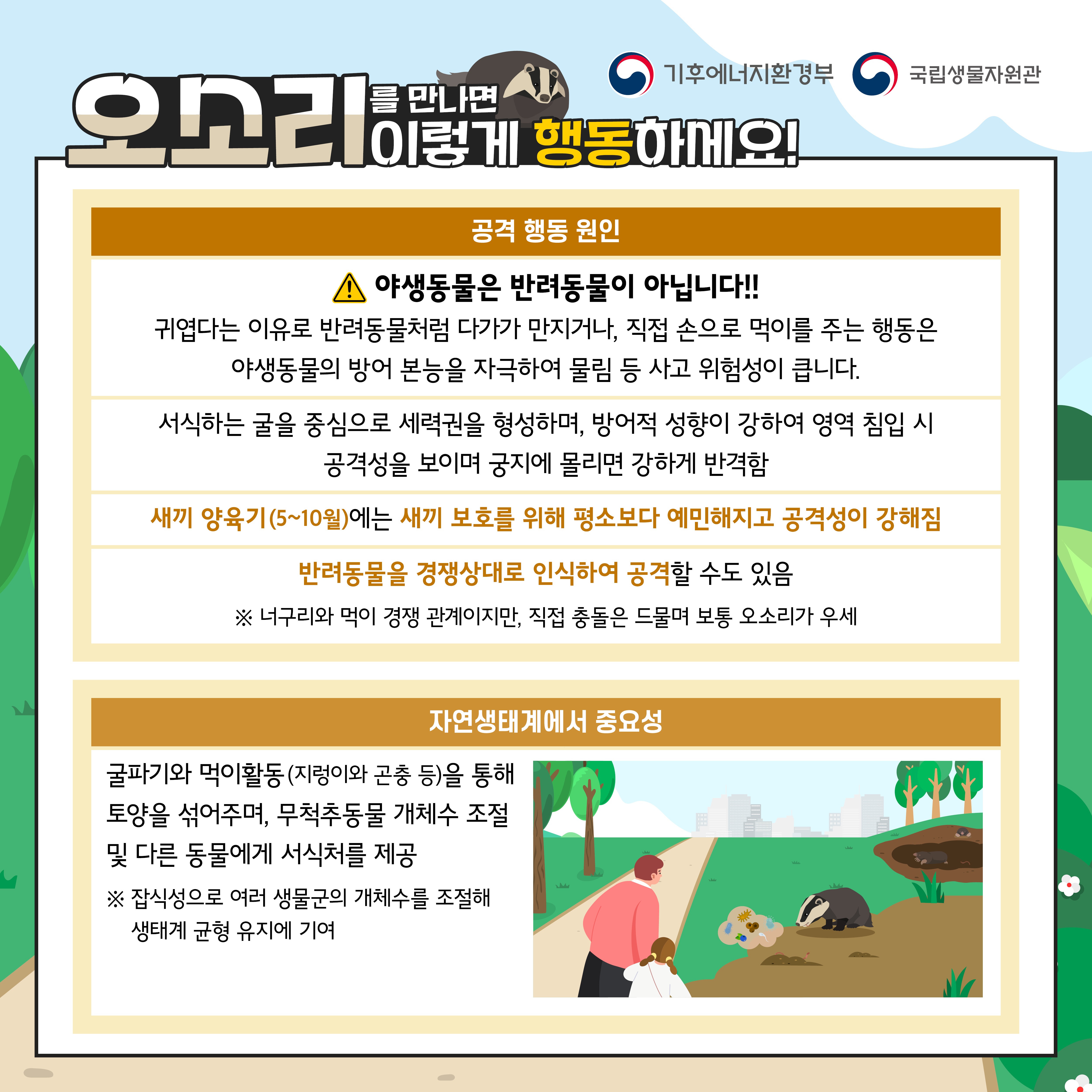 기통에너지환경부
만나면 오소리이렇게 행동하께요!
공격 행동 원인
▲ 야생동물은 반려동물이 아닙니다!!
귀엽다는 이유로 반려동물처럼 다가가 만지거나, 직접 손으로 먹이를 주는 행동은 야생동물의 방어 본능을 자극하여 물림 등 사고 위험성이 큽니다.
서식하는 굴을 중심으로 세력권을 형성하며, 방어적 성향이 강하여 영역 침입 시 공격성을 보이며 궁지에 몰리면 강하게 반격함
세미 양육기(5~10월)에는 새끼 보호를 위해 평소보다 예민해지고 공격성이 강해짐
반려동물을 경쟁상대로 인식하여 공격할 수도 있음
※내구리와 먹이 경쟁관계이지만 직접 운동은 드물며 보통 오소리가 우제
자연생태계에서 중요성
글자기와 먹이활동지랑이와 곤충 등)을 통해 토양을 섞어주며, 무척추동물 개체수 조절 및 다른 동물에게 서식처를 제공
※사성으로 여러 생물군의 개수를 해 생대게 균형 유지에 기대