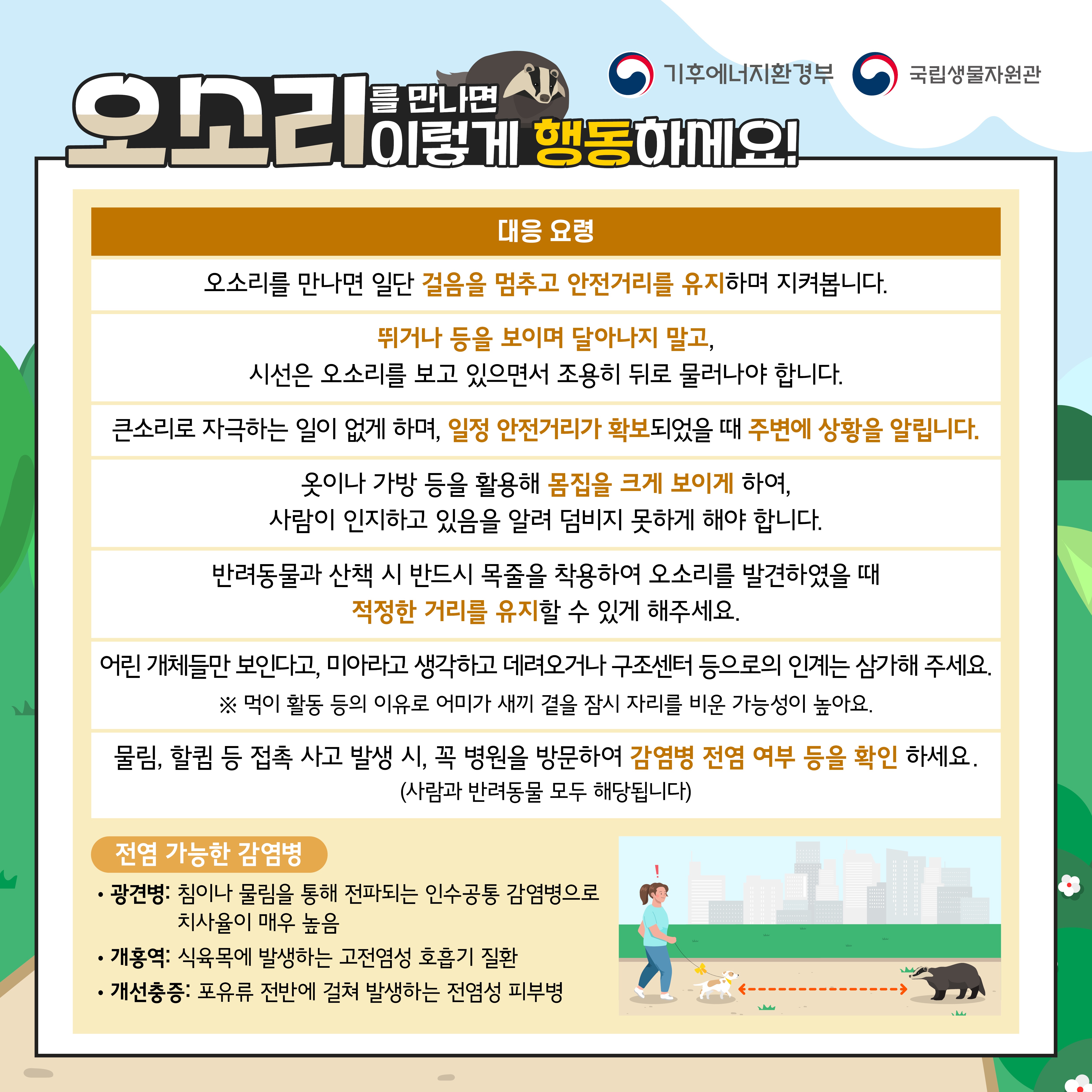 만나면
기후에너지환경부
국립생물자원관
오소리이렇게 행동하세요!
대응 요령
오소리를 만나면 일단 걸음을 멈추고 안전거리를 유지하며 지켜봅니다.
뛰거나 등을 보이며 달아나지 말고,
시선은 오소리를 보고 있으면서 조용히 뒤로 물러나야 합니다.
큰소리로 자극하는 일이 없게 하며, 일정 안전거리가 확보되었을 때 주변에 상황을 알립니다.
옷이나 가방 등을 활용해 몸집을 크게 보이게 하여, 사람이 인지하고 있음을 알려 덤비지 못하게 해야 합니다.
반려동물과 산책 시 반드시 목줄을 착용하여 오소리를 발견하였을 때 적정한 거리를 유지할 수 있게 해주세요.
어린 개체들만 보인다고, 미아라고 생각하고 데려오거나 구조센터 등으로의 인계는 삼가해 주세요.
※ 먹이 활동 등의 이유로 어미가 새끼 곁을 잠시 자리를 비운 가능성이 높아요.
물림, 할킴 등 접촉 사고 발생 시, 꼭 병원을 방문하여 감염병 전염 여부 등을 확인 하세요. (사람과 반려동물 모두 해당됩니다)
전염 가능한 감염병
광견병: 침이나 물림을 통해 전파되는 인수공통 감염병으로 치사율이 매우 높음
개홍역: 식육목에 발생하는 고전염성 호흡기 질환
개선충증: 포유류 전반에 걸쳐 발생하는 전염성 피부병