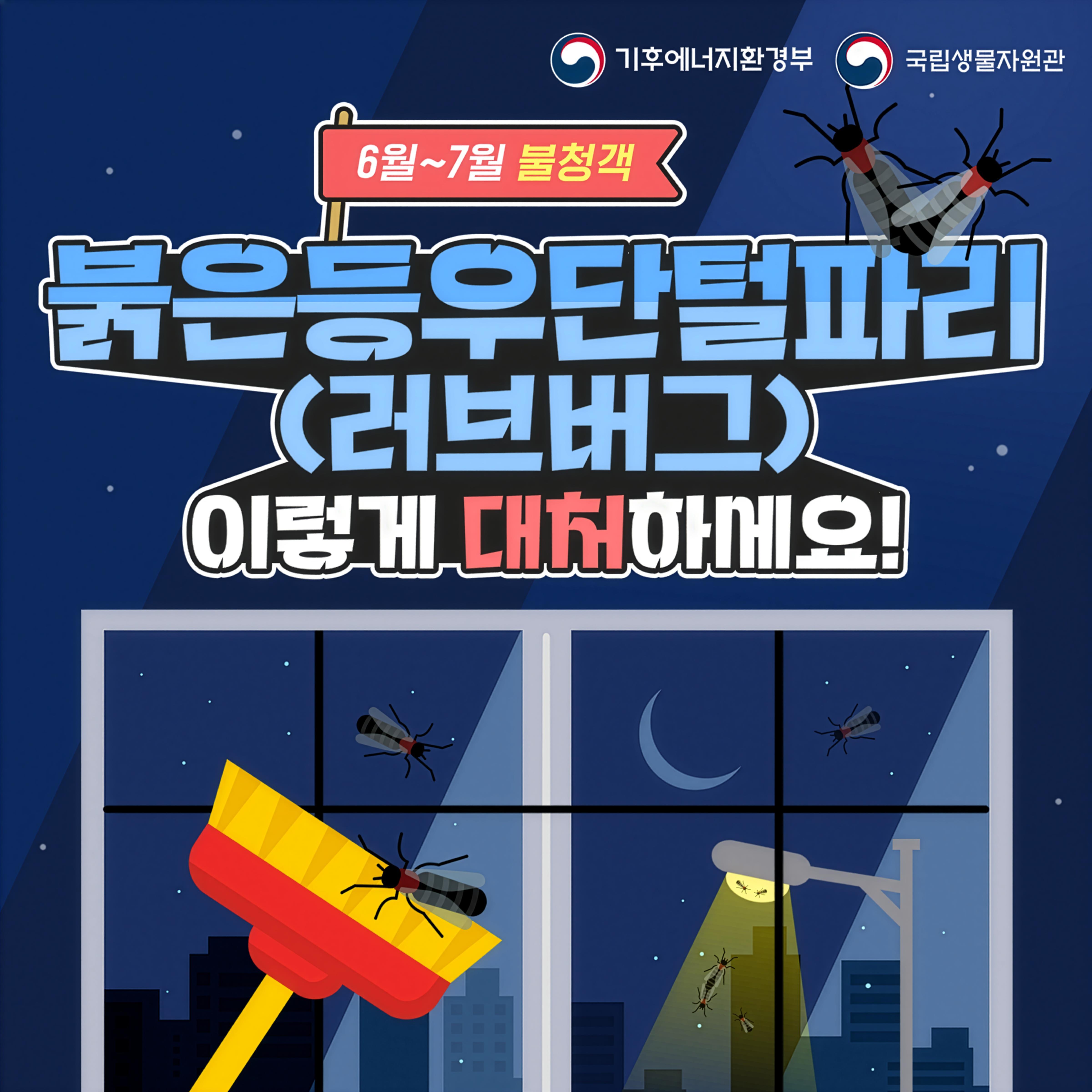 붉은등우단벌레(러브버그) 이렇게 대처하세요! 이미지